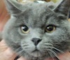 Челябинский ветеринар спас котенка от жестокой хозяйки