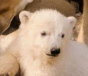 Белые медвежата с мамой из Брно (+ видео)