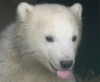 В зоопарке Казани белый медвежонок впервые вышел к людям