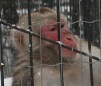 В зоопарках России животные отпраздновали Масленицу
