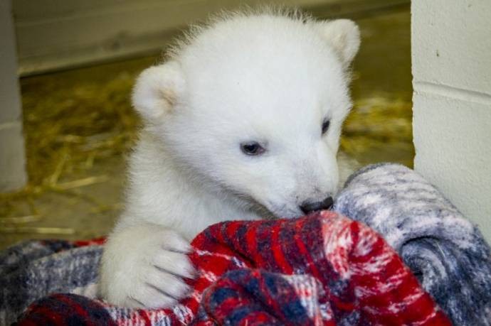 На Аляске сотрудники зоопарка приютили медвежонка