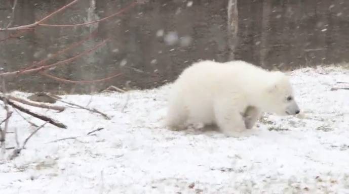 Белый медвежонок Луна играет на снегу