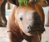 В австралийском зоопарке показали детеныша носорога