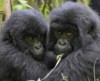 В Руанде впервые за 40 лет родились двойняшки-гориллы