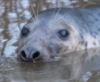 В Великобритании спасают заблудившегося тюленя