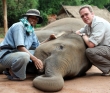 Британский костоправ прилетел в Таиланд чтоб вылечить слонов