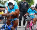 Орангутаны учат детей правилам безопасной езды на велосипеде