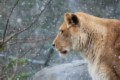 Животные зоопарка Веллингтона переживают небывалые снегопады