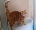 Моджо, кот, который обожает стоять под душем