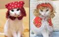 Кошачья мода по- японски