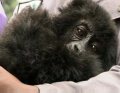 Маленькую гориллу спасли от браконьеров