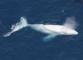 Белый кит Мигалу не умер
