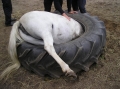В Германии крошка пони застряла в шине от трактора