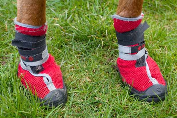 Пес в сапогах: легавая гуляет в обуви из-за аллергии на траву