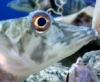Японский аквариум представил уникальную рыбу