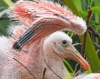 В зоопарке Флориды вывелись редкие розовые колпицы