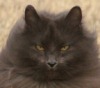 Зигмунд Серый - самый величественный кот (17 фото)
