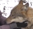 Семья из Браслава растит волков и занимается экотуризмом