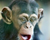 Шимпанзе Цури из австралийского зоопарка