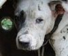 На Филиппинах бойцовым собакам лечат нарушенную психику