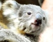 Зоопарк Дуйсбурга показал двух детенышей коалы (17 фото)
