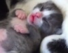 Маленький котенок дергается во сне