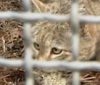 В Московском зоопарке поселились степные коты