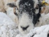 В Шотландии спасли овцу, выдержавшую 11 дней в снежном плену