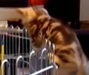 Шустрый котенок преодолевает высокую ограду