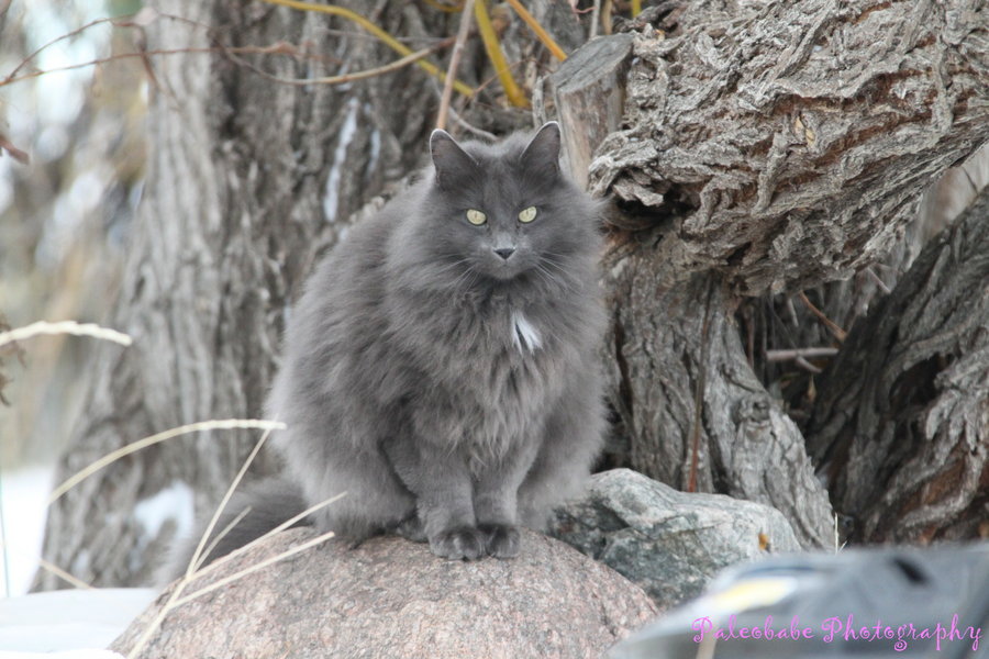 Сибирский Кот Серый Фото