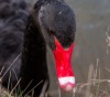 Черные лебеди (16 фото)