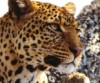 В Сочи будут разводить кавказских леопардов
