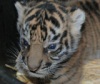 Суматранский тигренок из Сакраменто