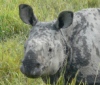 В Индии носорогов будут защищать с воздуха