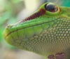 Почему гекконы прилипают к мокрым листьям?