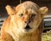 Львов и тигров румынского зоопарка привезли в Африку