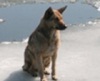 В Тернополе спасли собаку на льдине