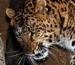 В леса Северной Осетии вернулся переднеазиатский леопард