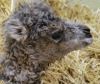Новорожденный верблюжонок в римском зоопарке (11 фото)