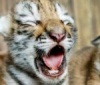 В шведском зоопарке родились амурские тигрята