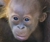 В техасском зоопарке показали маленького орангутана