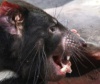 Как кормят тасманийских дьяволов в зоопарке Таронга