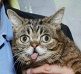 Кошка Lil Bub познакомилась с Робертом Де Ниро
