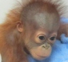 Маленький орангутан справил первый День Рождения