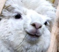 В Германии начали разводить альпак ради их чудесной шерсти