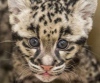 Дымчатые леопарды в Смитсоновском зоопарке (20 фото)