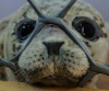 Семья в Приморье уже 6 лет добровольно спасает тюленей