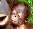 В английском зоопарке родился орангутан