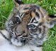 В зоопарке Сан-Франциско показали двухмесячного тигренка