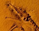 В Саратовской области нашли кости древних летающих ящеров